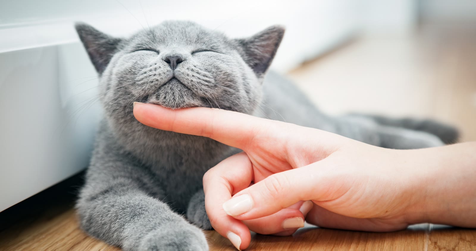 meowam brand